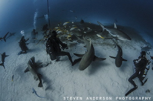 Excitement at Tiger Beach. Healthy sharks make their visit. by Steven Anderson 